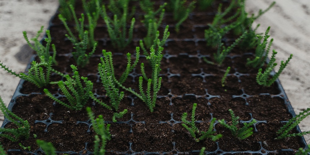 Hydroponic Plants